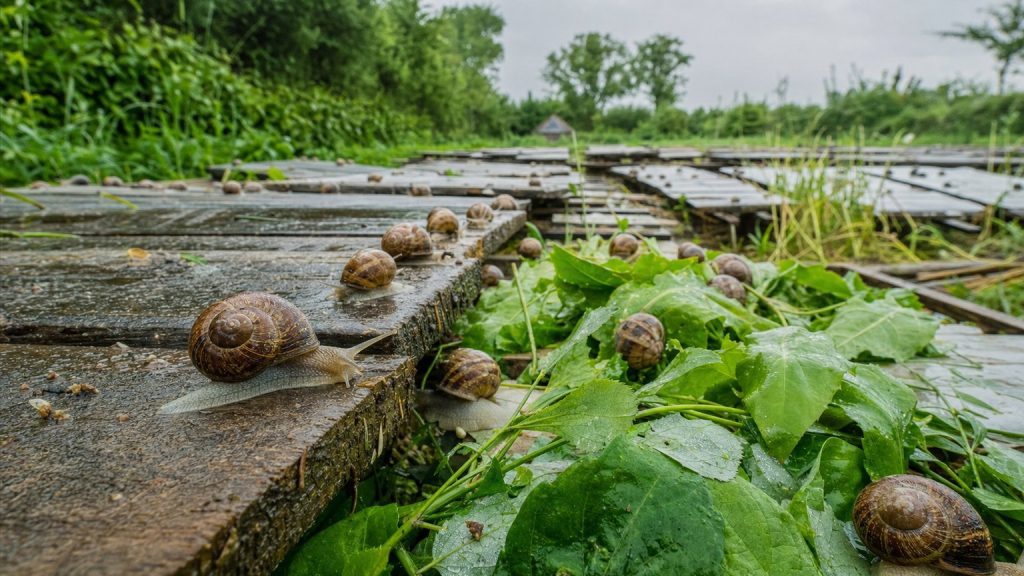 Les Escargots de l’Odon, héliciculture en bocage normand