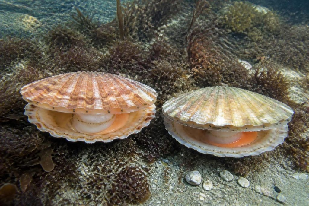 Coquille saint jacques normande ou bretonne : ce qui les distingue