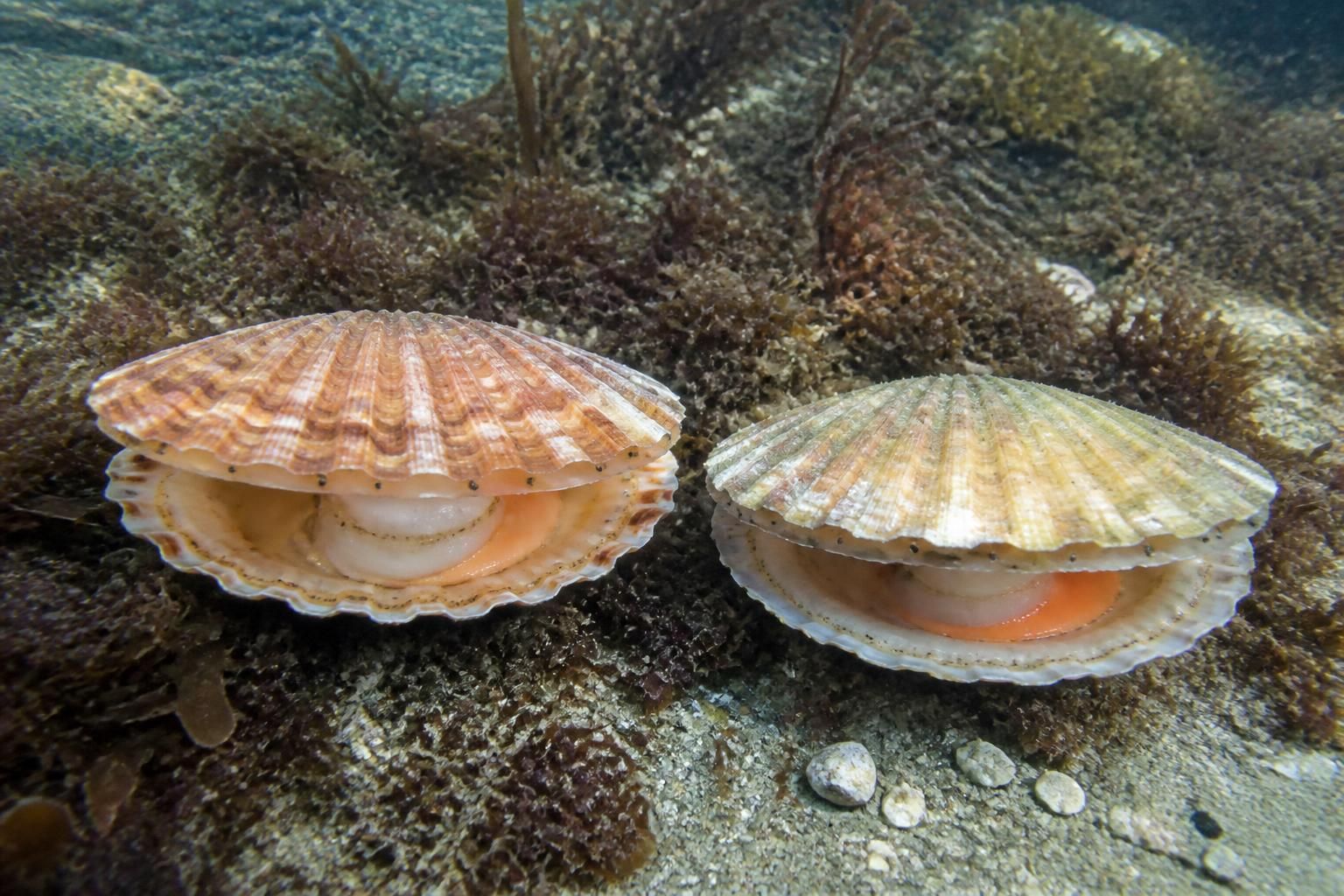 découvrez les différences entre la coquille saint-jacques normande et bretonne, leurs caractéristiques uniques et ce qui les rend spéciales.